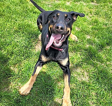 Photo of Trixie