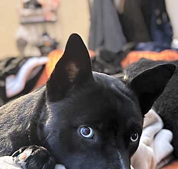 Photo of Rogue