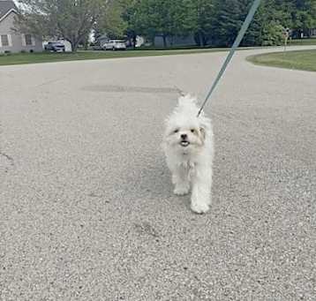 Photo of Rosie