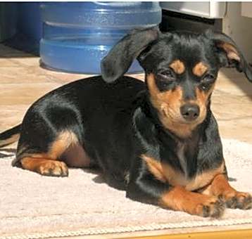 Photo of CHIWEENIE