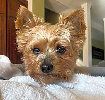 Photo of Scarlet