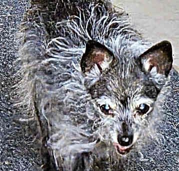 Photo of DILLY