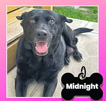 Photo of Midnight