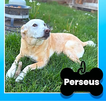 Photo of Perseus