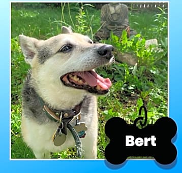 Photo of Bert