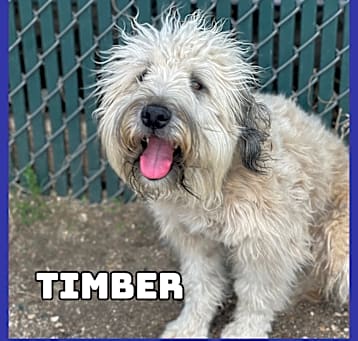 Photo of Timber 