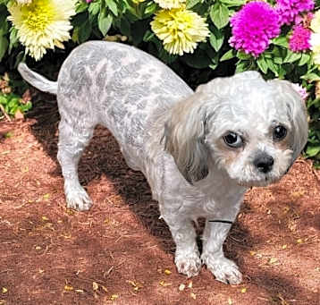 Photo of YODA