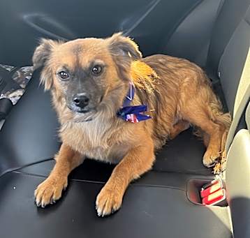 Photo of Woody
