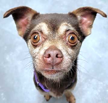 Photo of Cocoa
