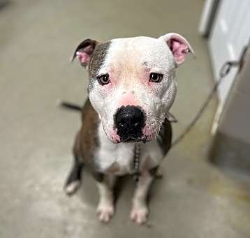 Photo of Titan/Rowdy