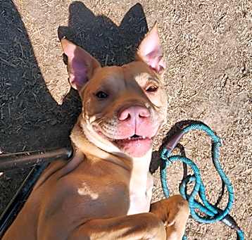 Photo of Bailey