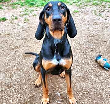 Photo of Harley