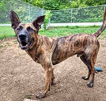Photo of Dingo