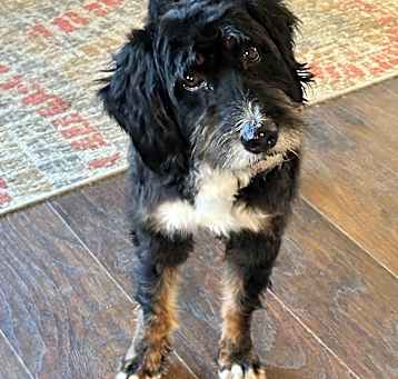 Photo of Cocoa