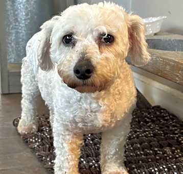 Photo of Scarlet
