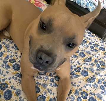 Photo of Tater Tot