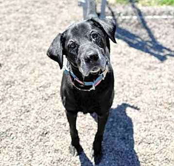 Photo of Brody