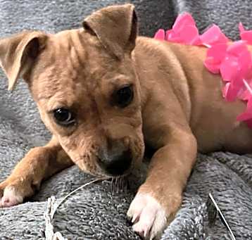 Photo of Ginger