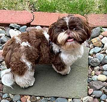 Photo of ROMEO