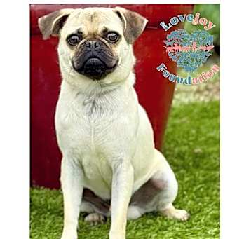 Photo of Pugly