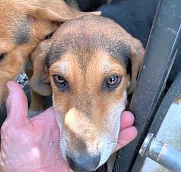 Photo of Buddy - Stray Hold until 5/19