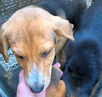 Photo of Bandit - Stray Hold until 5/19