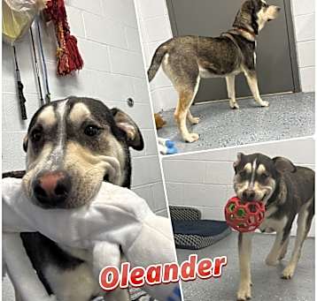 Photo of Oleander