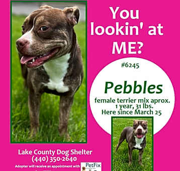 Photo of PEBBLES THE CUTIE PATOOTIE
