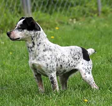 Photo of Whisper G