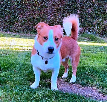 Photo of Cane