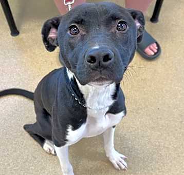 Photo of Pongo