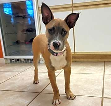 Photo of Stella (Fawn)
