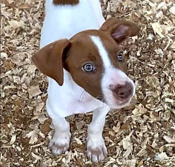 Photo of Pogo