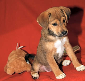 Photo of Desdemona