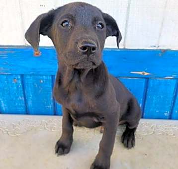 Photo of Oliver
