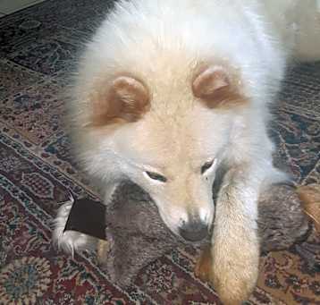 Photo of Rex