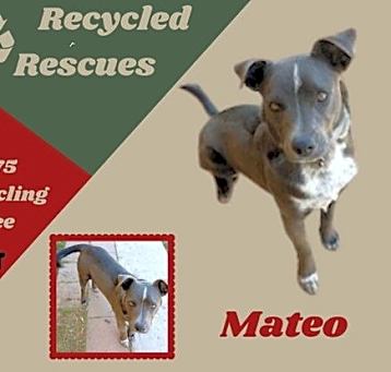 Photo of Mateo (Recycle)