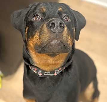 Photo of Zora