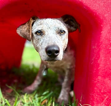 Photo of Forest Pup Lane