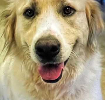 Photo of SADIE (LAID BACK GENTLE GIRL)