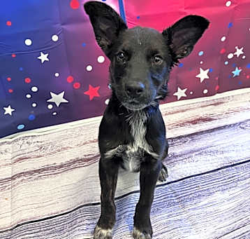 Photo of Kimber