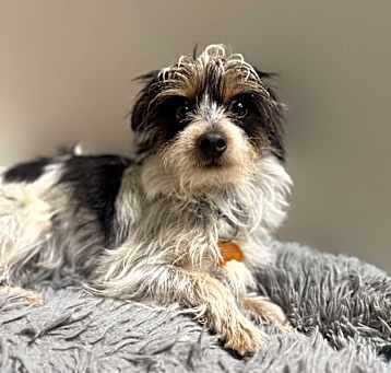Photo of Bruiser Woods