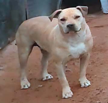 Photo of Finley  A4924298