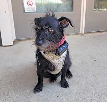 Photo of Tinkerbell