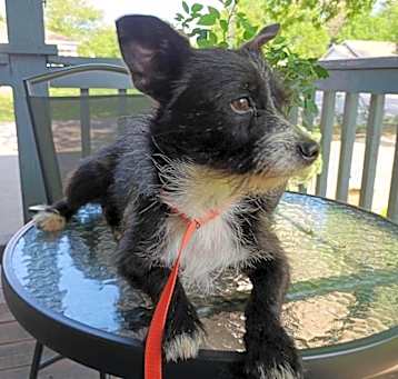 Photo of Jock