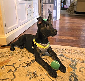 Photo of Pepper