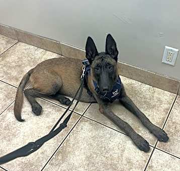 Photo of Drago - Located in Florida