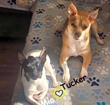 Photo of Mia and Tucker