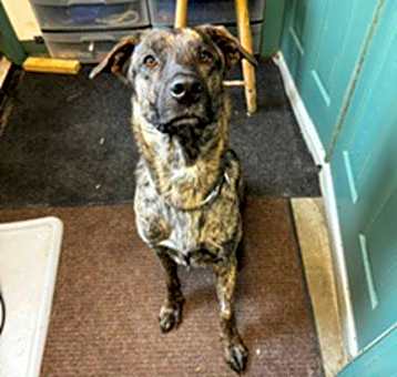Photo of Cooper
