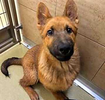 Photo of Bear